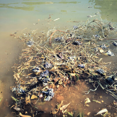 Conclusosi l’ atto rituale e condiviso lasciare che raggiungano il mare | dal fiume Topino, passando per il Tevere.